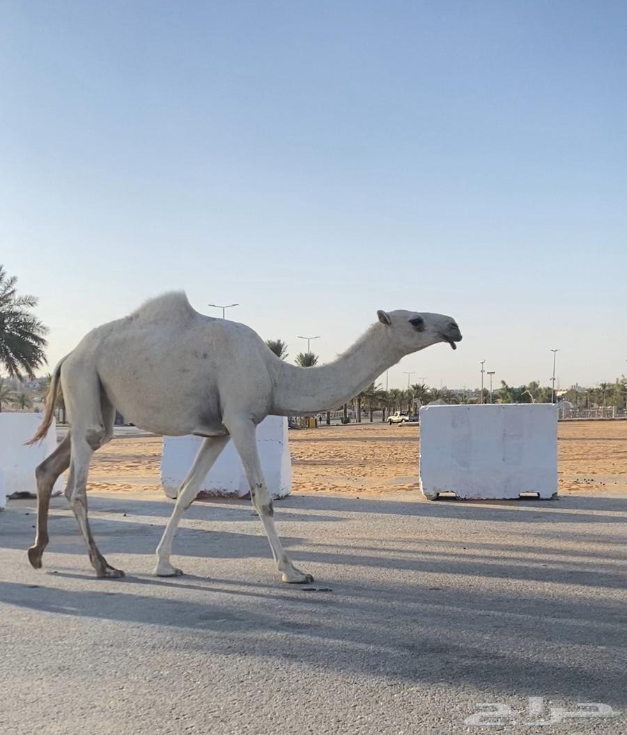 بكره رمانيه حقة64423502507523111