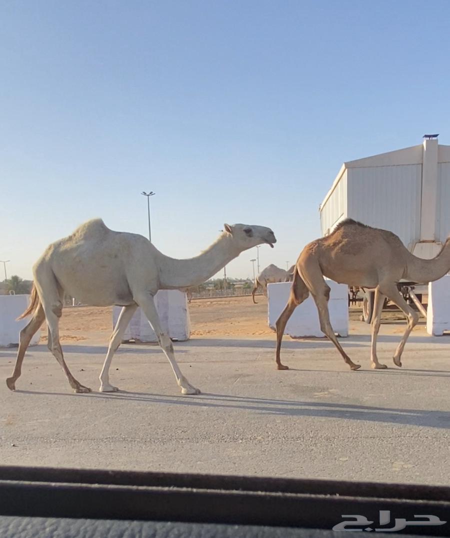 بكره رمانيه حقة64423502507523110