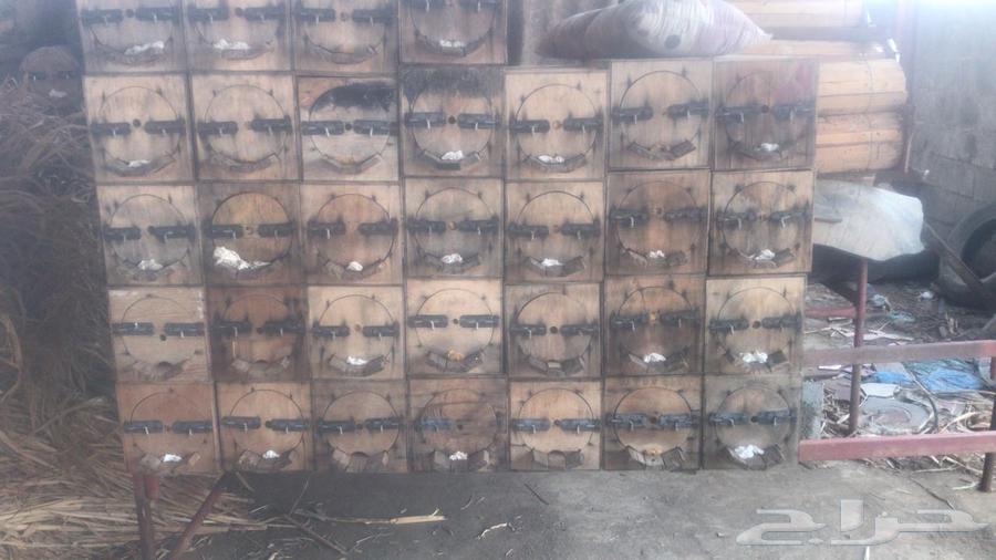 نحل للبيع64421879289475110