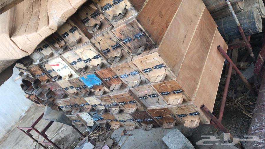 نحل للبيع64421879289475112