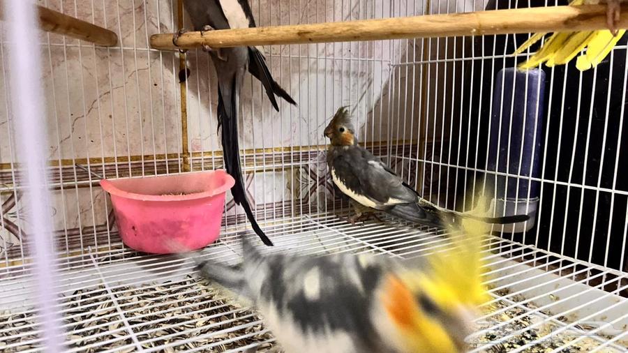 جوز كروان منتج64423877680002112