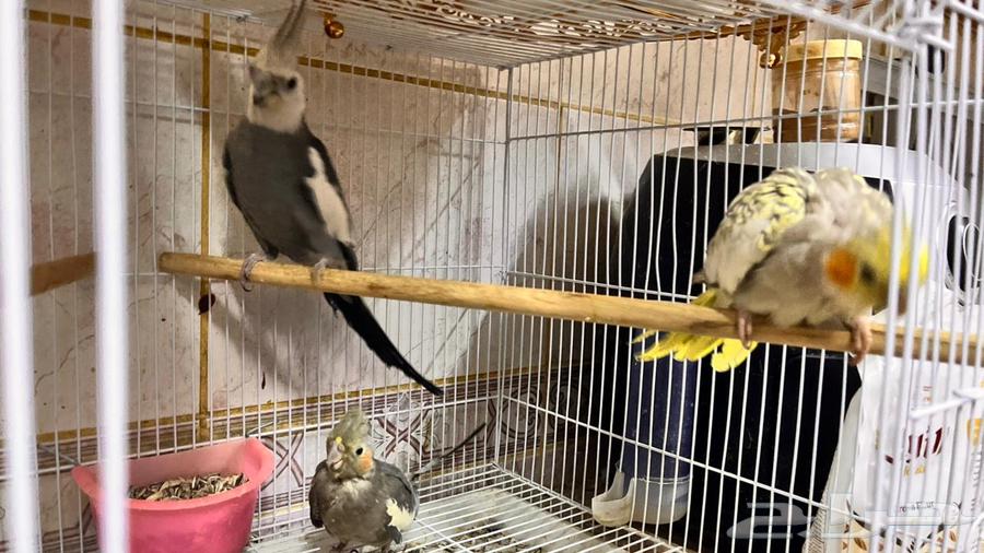 جوز كروان منتج64423877680002114