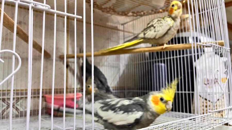 جوز كروان منتج64423877680002113