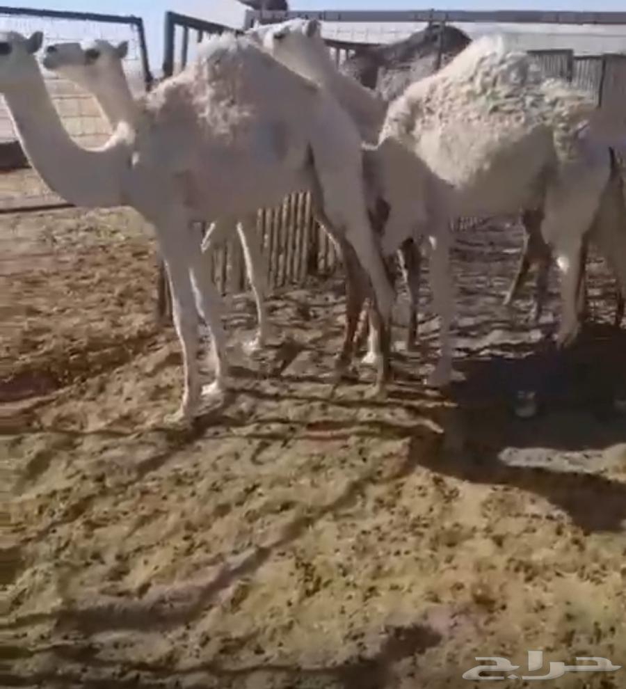 ابل بكار للبيع64419305357059112