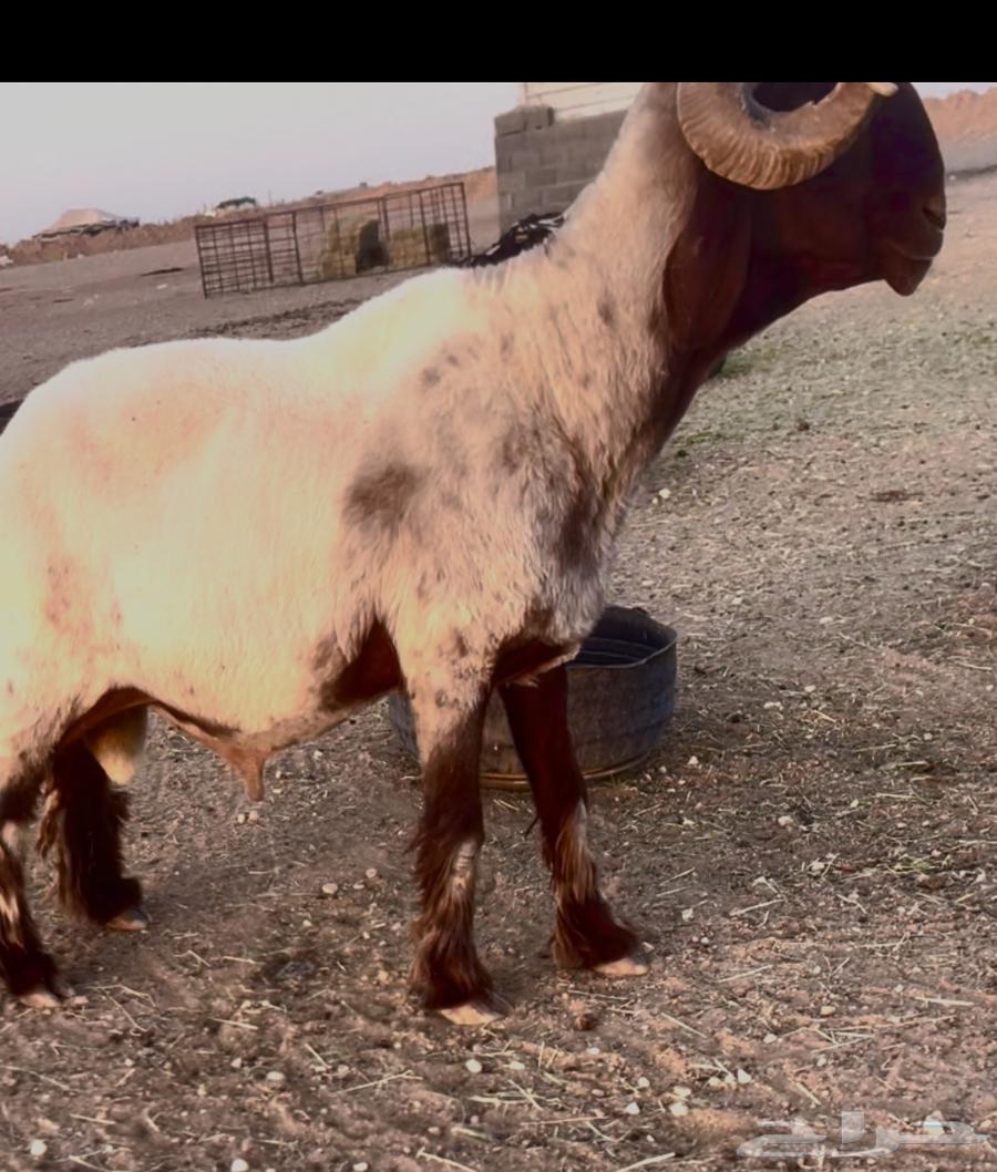 فحل النعيمي شروط قريع64421445441410111