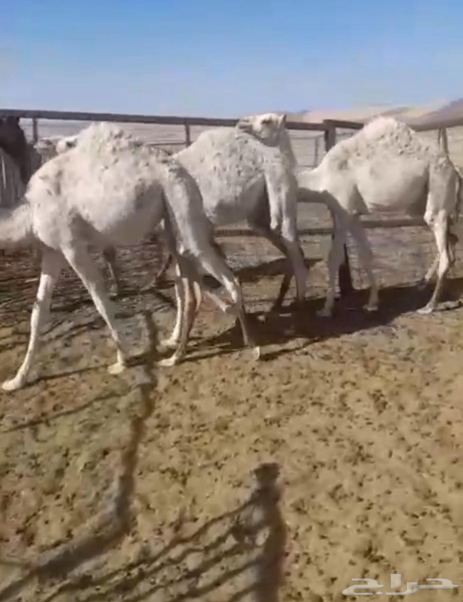 ابل بكار للبيع64419305357059111