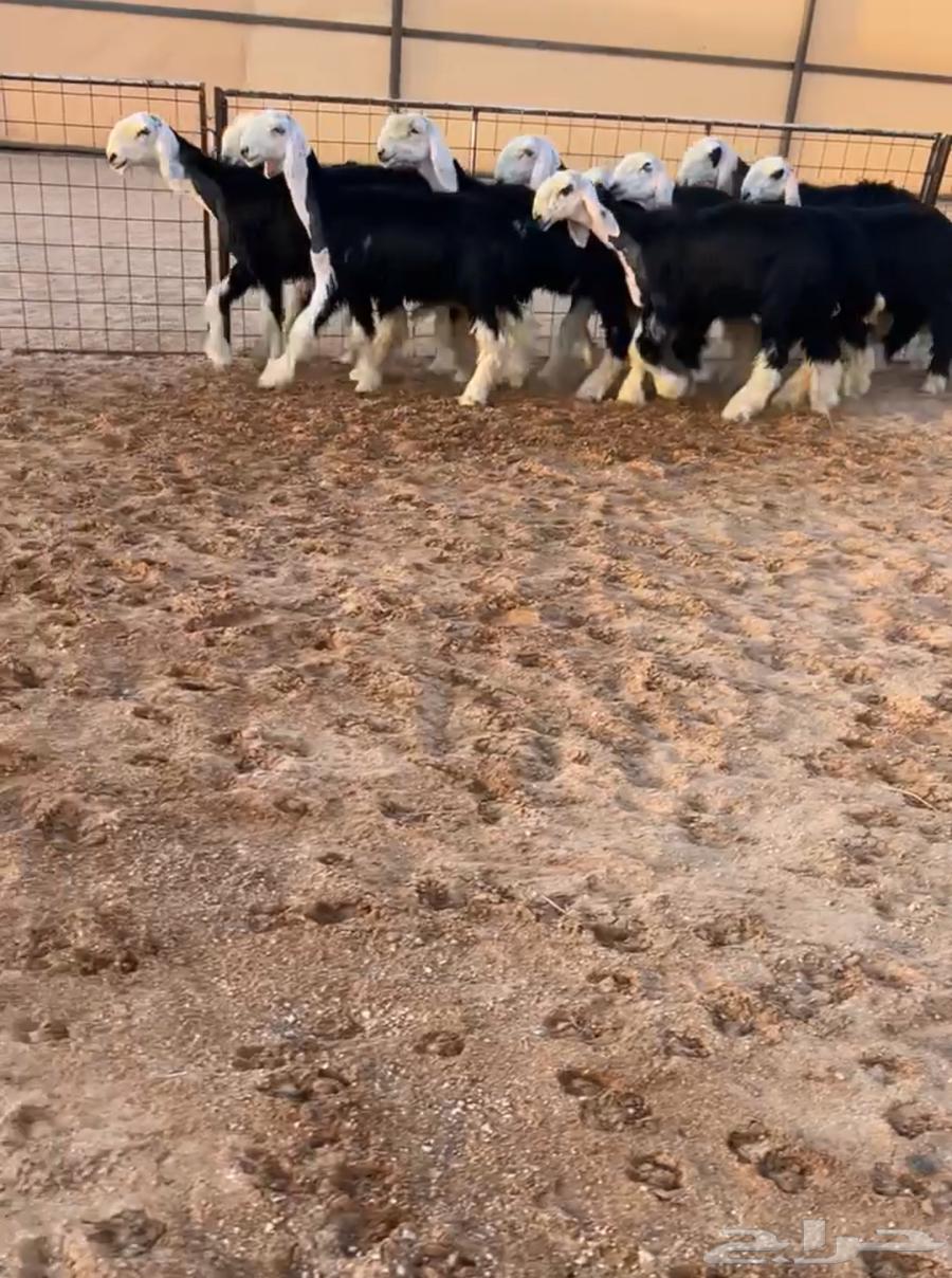 رخال نجد صنف64424692906754110