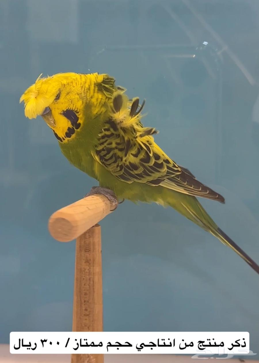 طيور بادجي مستوى عالي64420905132419110