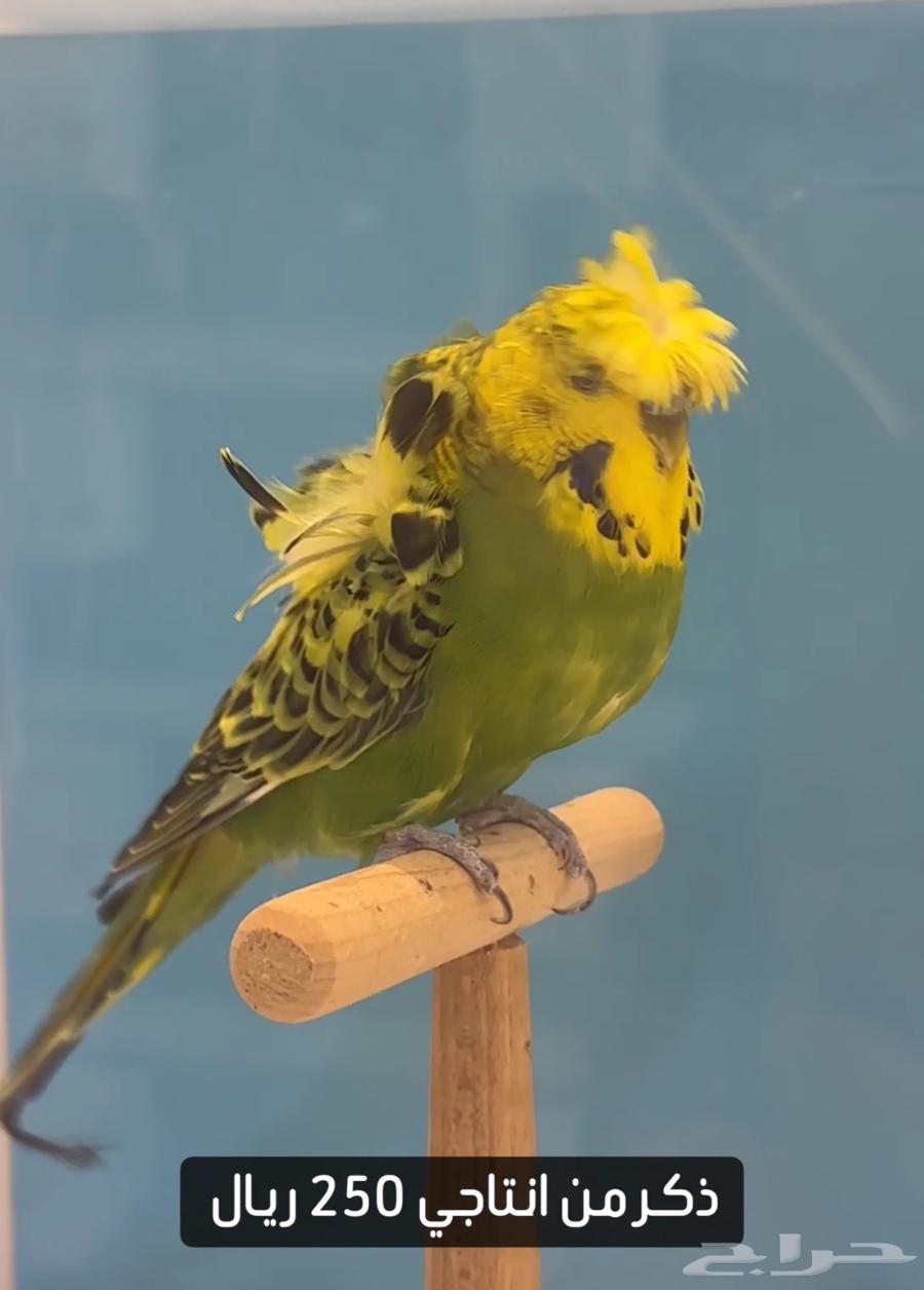 طيور بادجي مستوى عالي64420905132419112