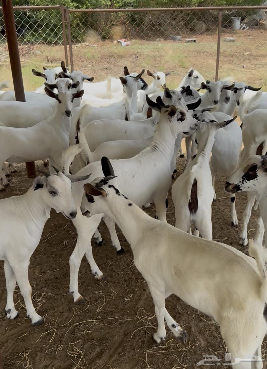 جفار بيشيات صنف64420648086658114