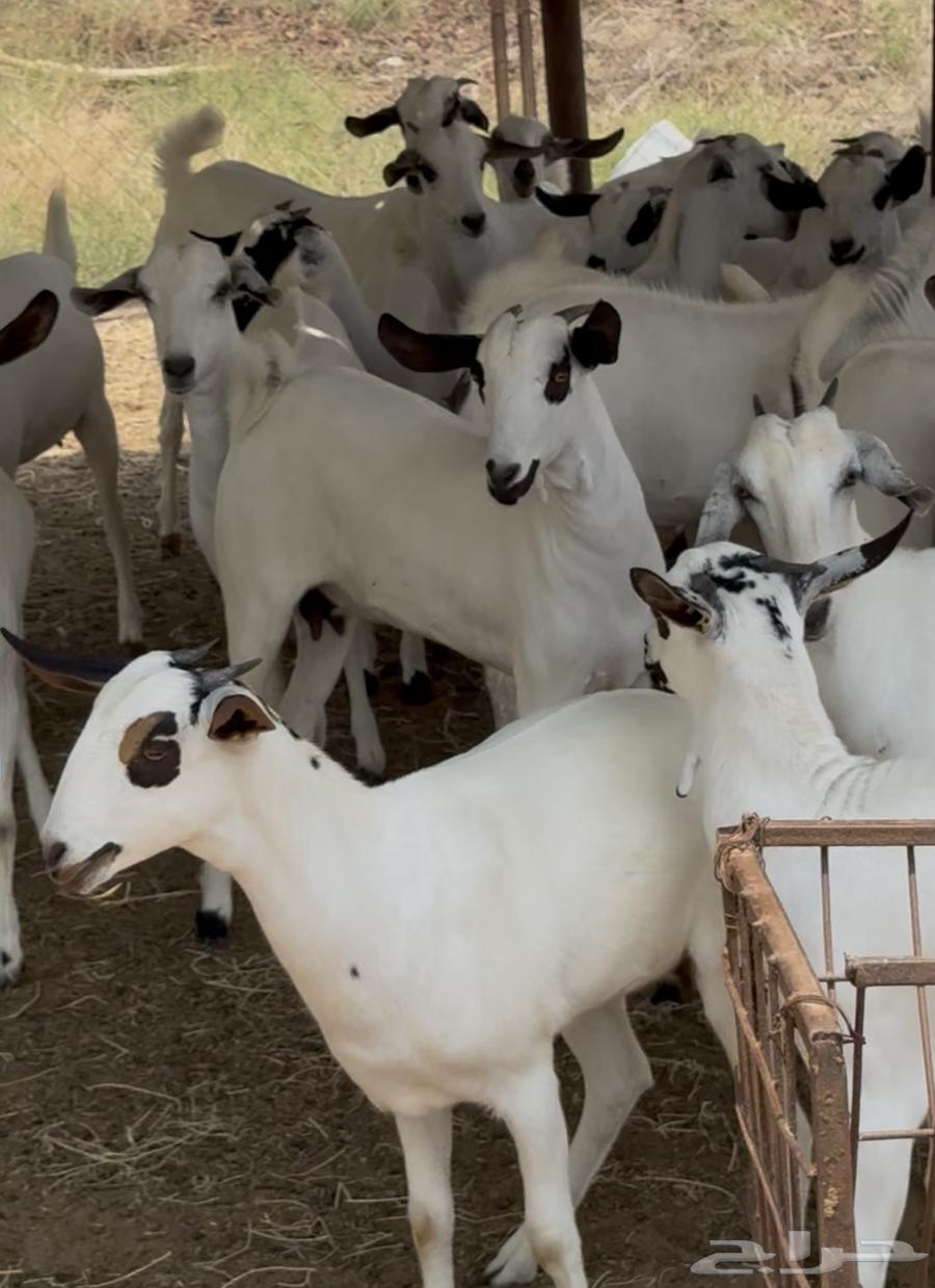 جفار بيشيات صنف64420648086658110