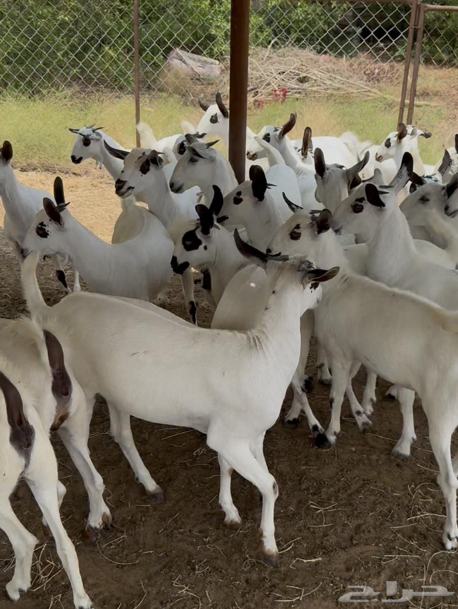 جفار بيشيات صنف64420648086658111