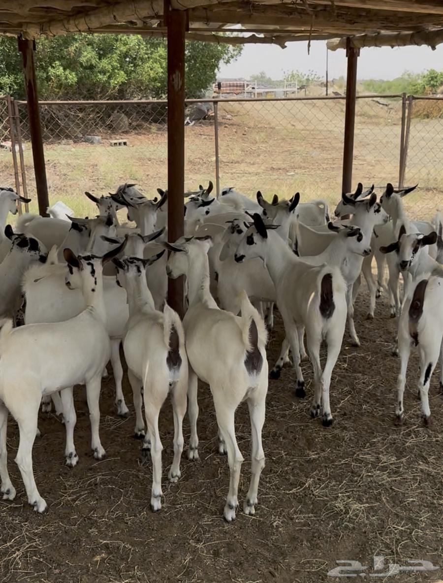 جفار بيشيات صنف64420648086658113