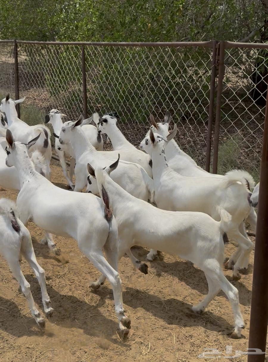 جفار بيشيات صنف64420648086658112