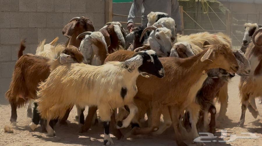 مراح معزا مصريات ملاوين طيبه واشباب العدد 30 البيع 95064423134740611112