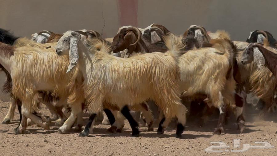 مراح معزا مصريات ملاوين طيبه واشباب العدد 30 البيع 95064423134740611111