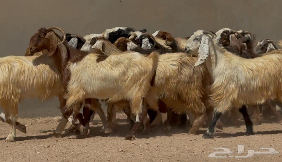 مراح معزا مصريات ملاوين طيبه واشباب العدد 30 البيع 95064423134740611110