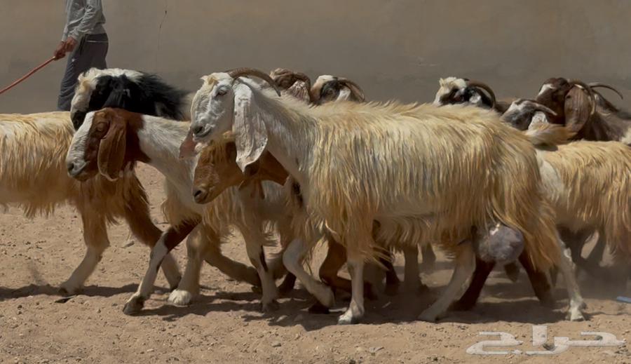 مراح معزا مصريات ملاوين طيبه واشباب العدد 30 البيع 95064423134740611114