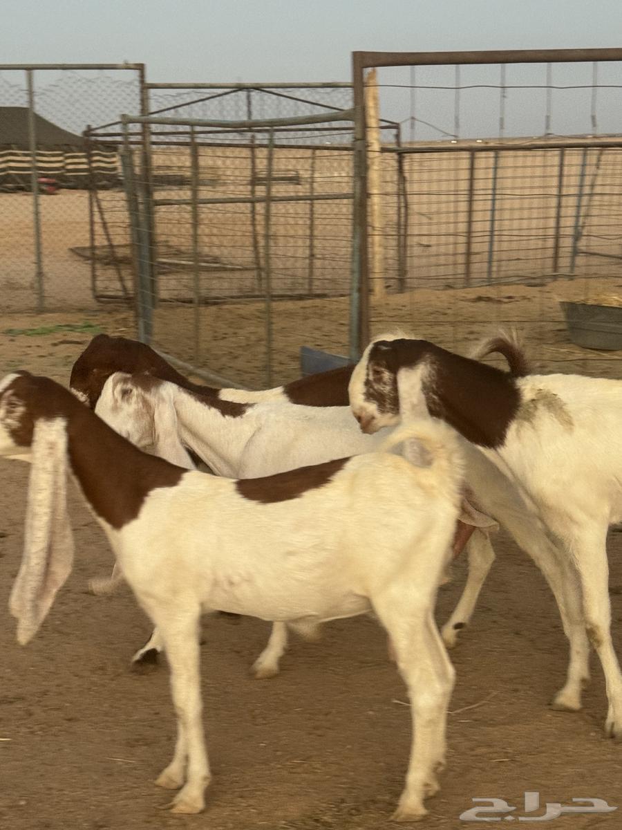 للبيع معزا هولنديات صنف64425070947714112