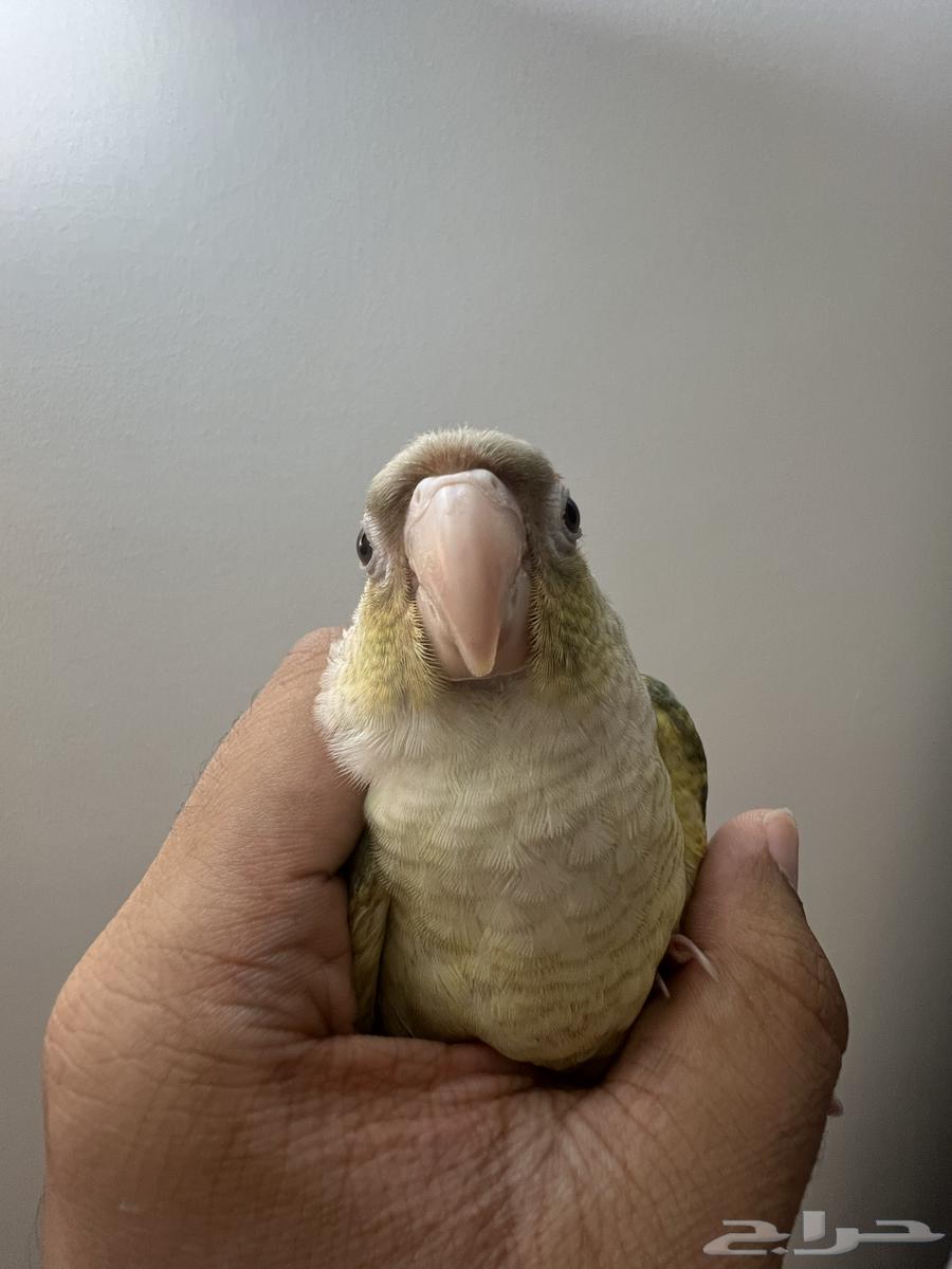 فرخ كنيور تركواز64423054473602110