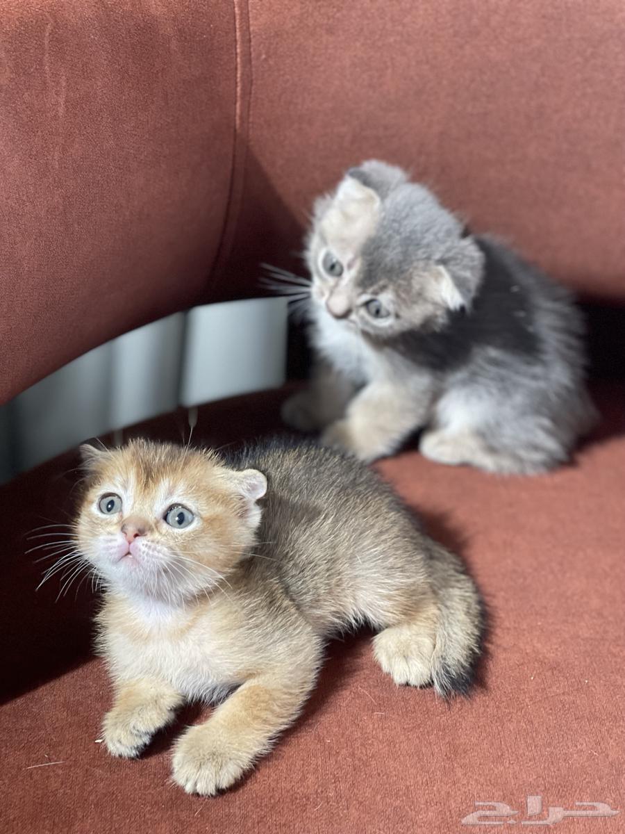 سكوتش فولد قطط صغيره للبيع64419986917121111