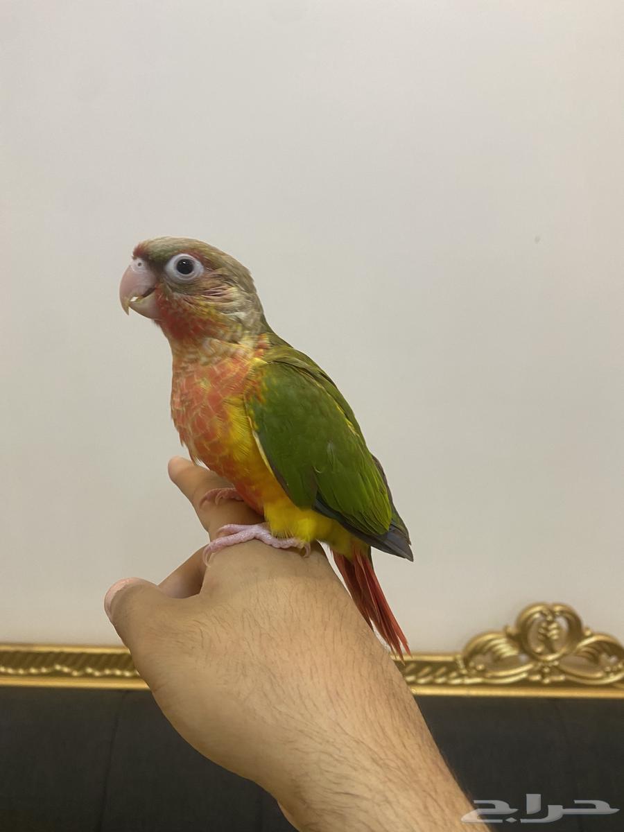 Conure Parrot Red Factor64424651794563110
