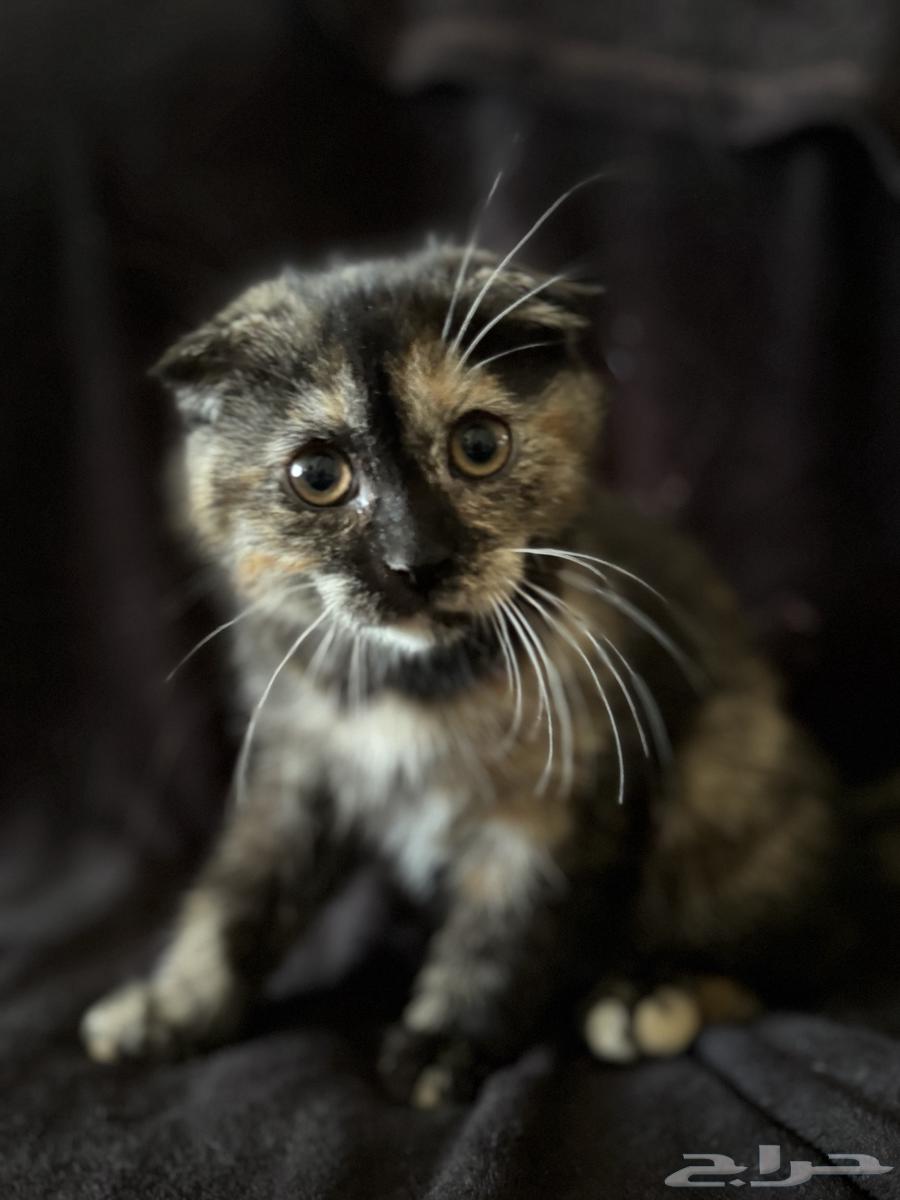 قطط للبيع الوحده ب 500 ذكر وأنثى الأنثى السودا و الأبيض ذكر64424579700737113