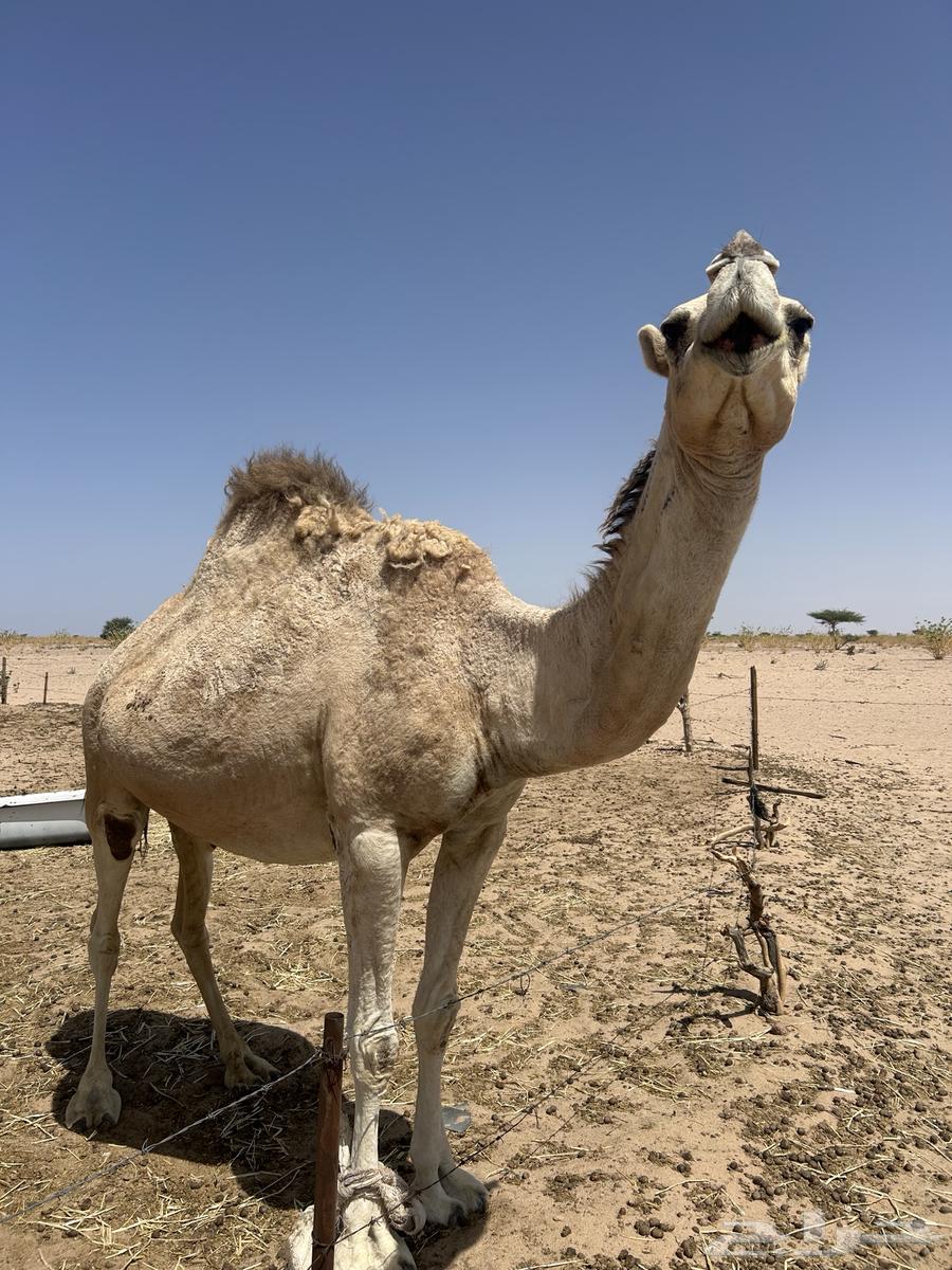 ثلاث نياق لقاحات للبيع64422014836483110