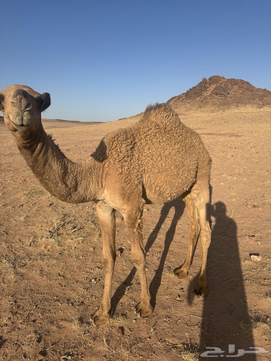 Qoudou Ichal64424145857025114