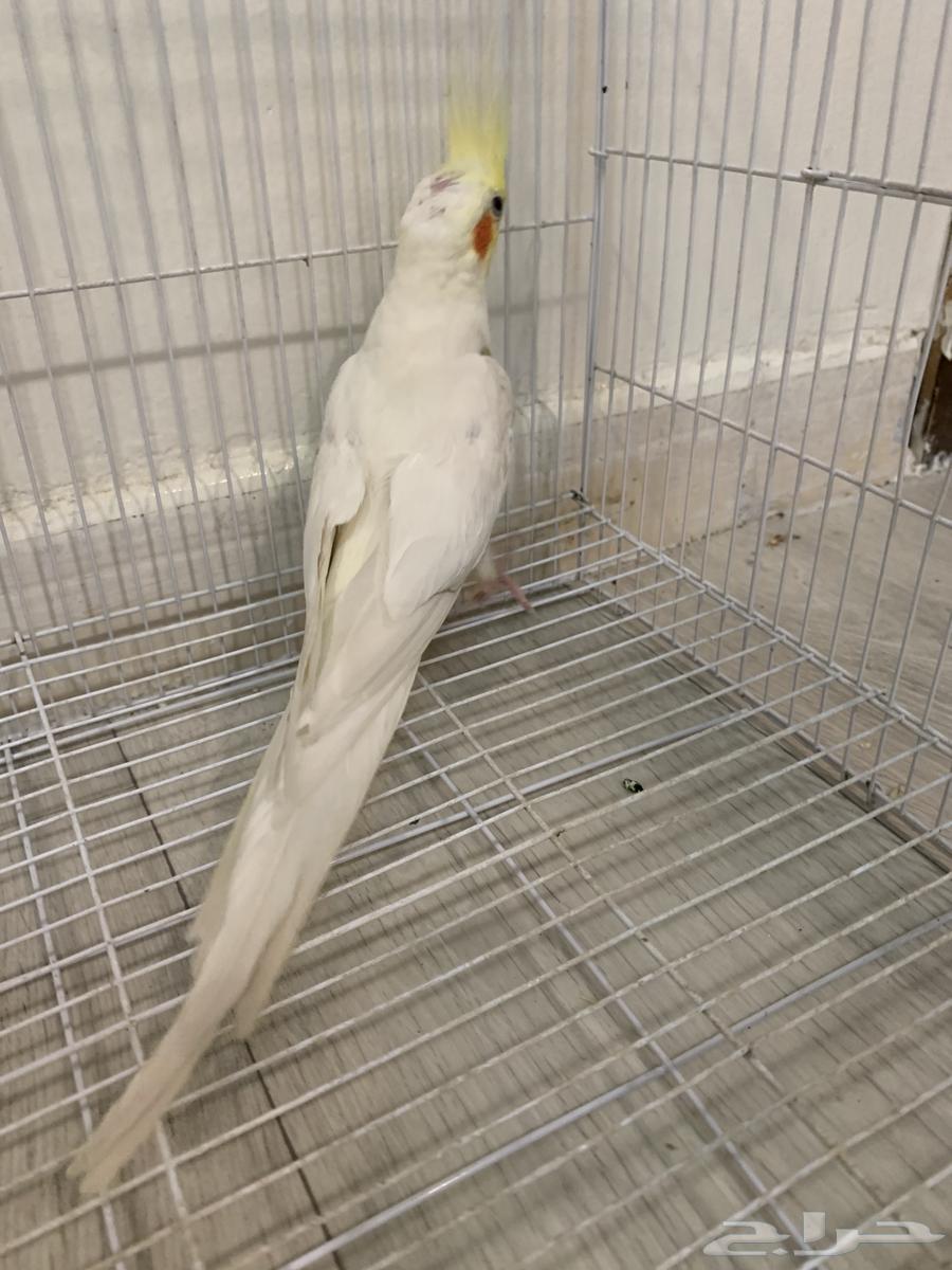 طير كروان64421960274177111