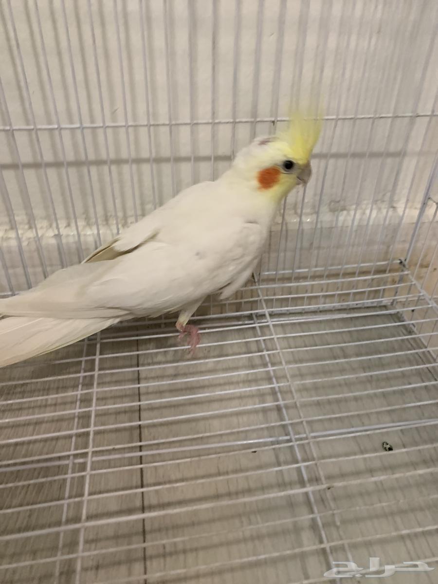 طير كروان64421960274177114