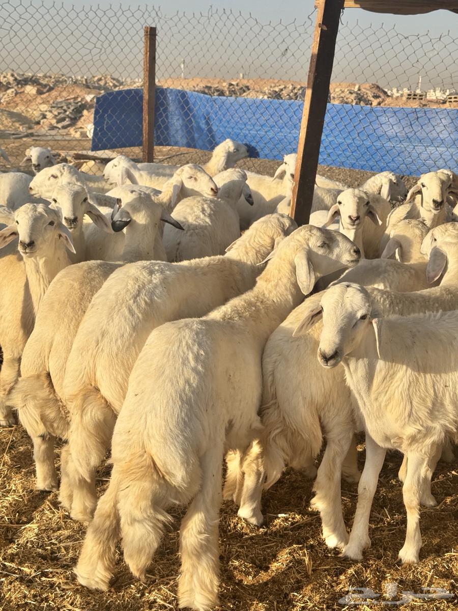 حريات البيع تفريد64420458773250110