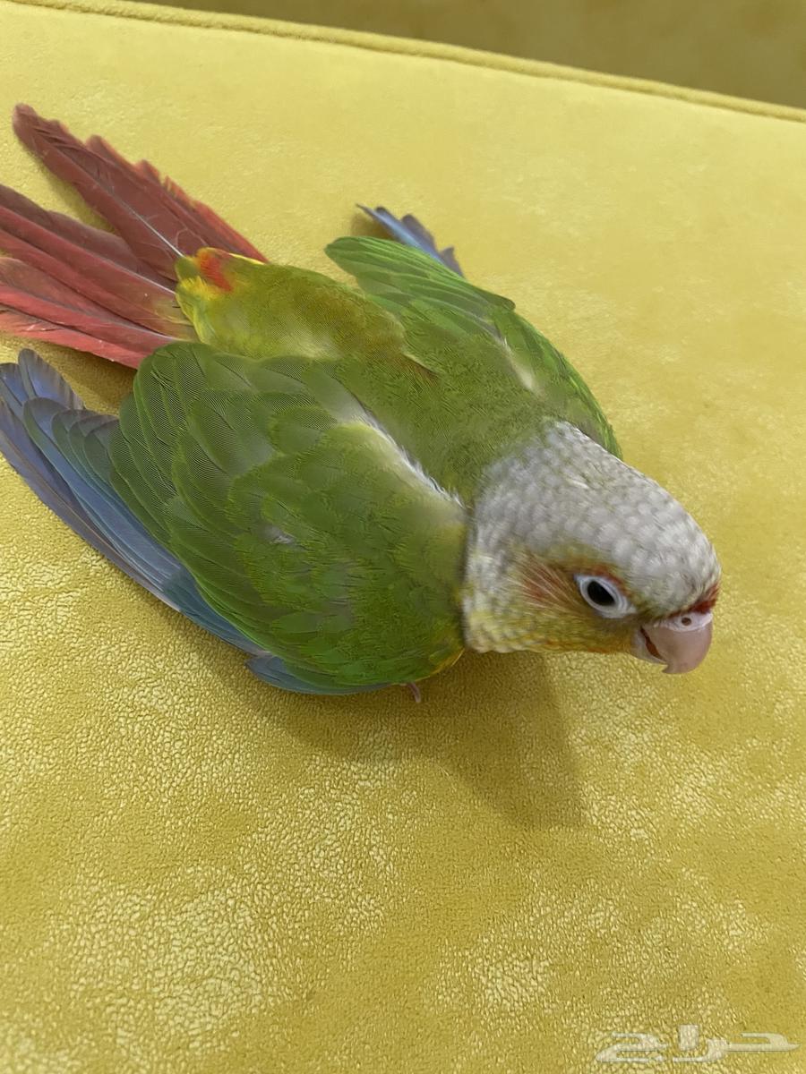 فرخ كنيور أليف و هدد تم البيع64425219458819111