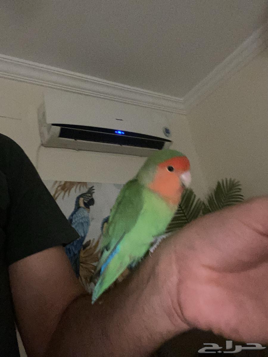 Bird of the Day64425810990083111