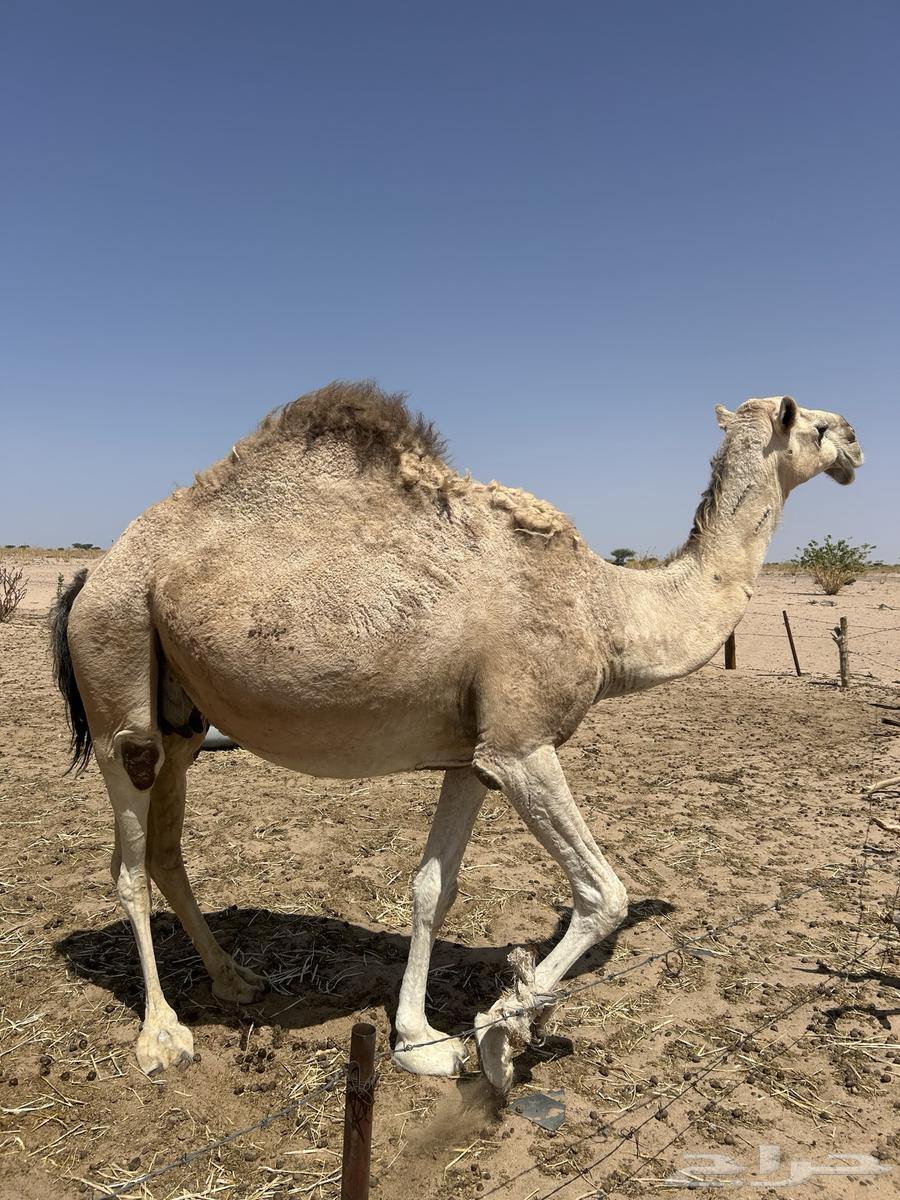 ثلاث نياق لقاحات للبيع64422014836483111