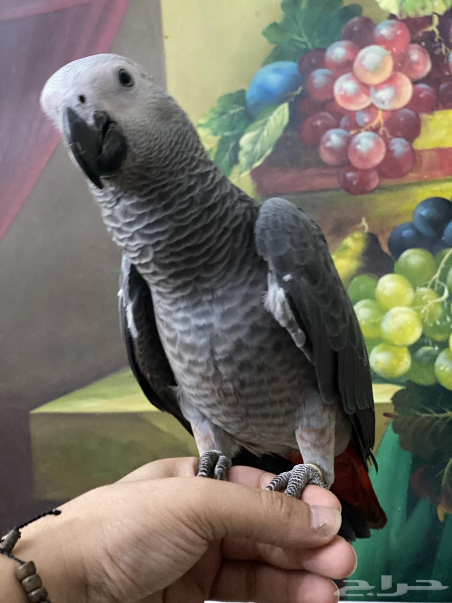 تم البيع فرخ كاسكو طفرة64419716475650113