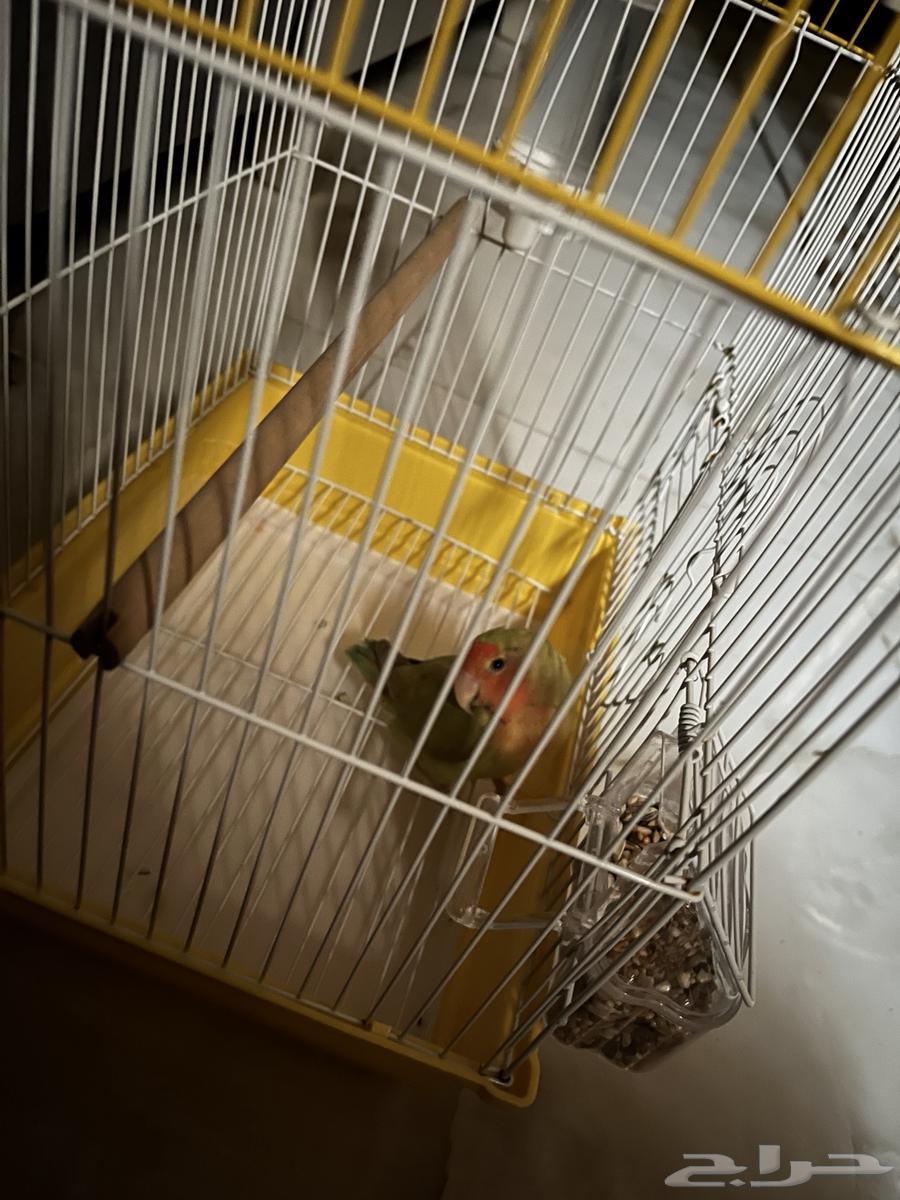 طير روز اليفه الخرج64421499218049110