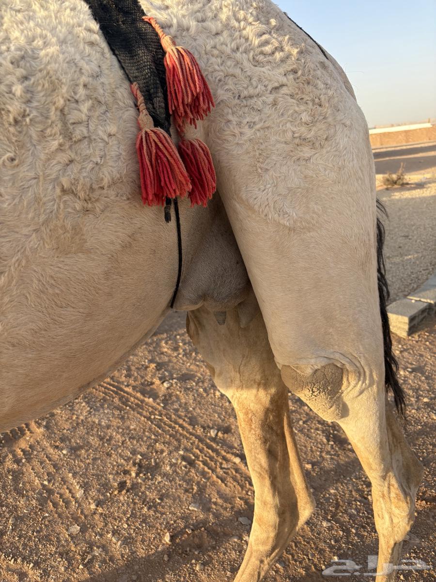 خلفه ثنيه64425650556034112