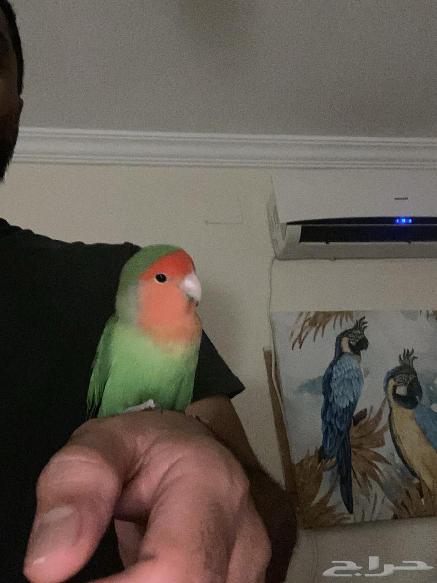 Bird of the Day64425810990083112