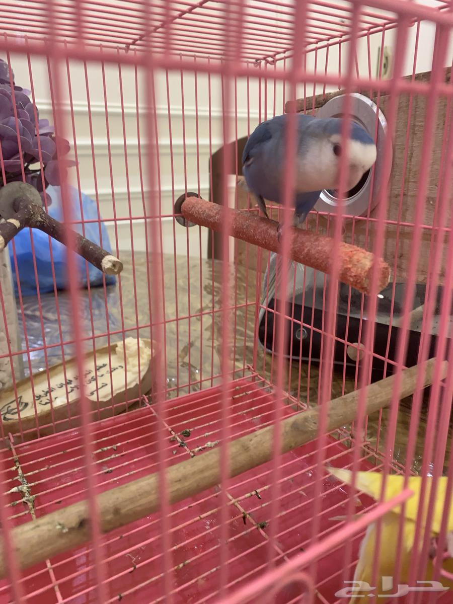 ( تم البيع) ببغاء روز زوج64421933203075111