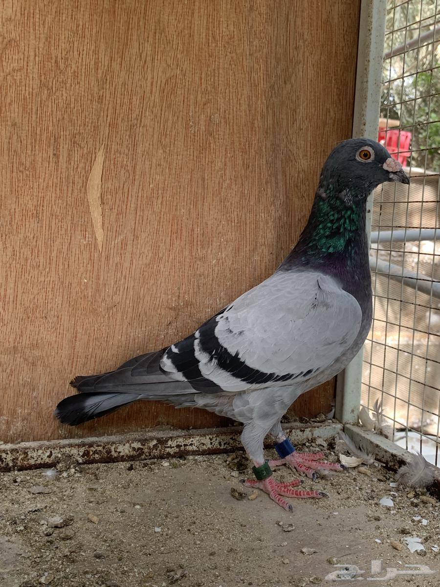 للبيع حمام زاجل سباق قطر64419784469634110