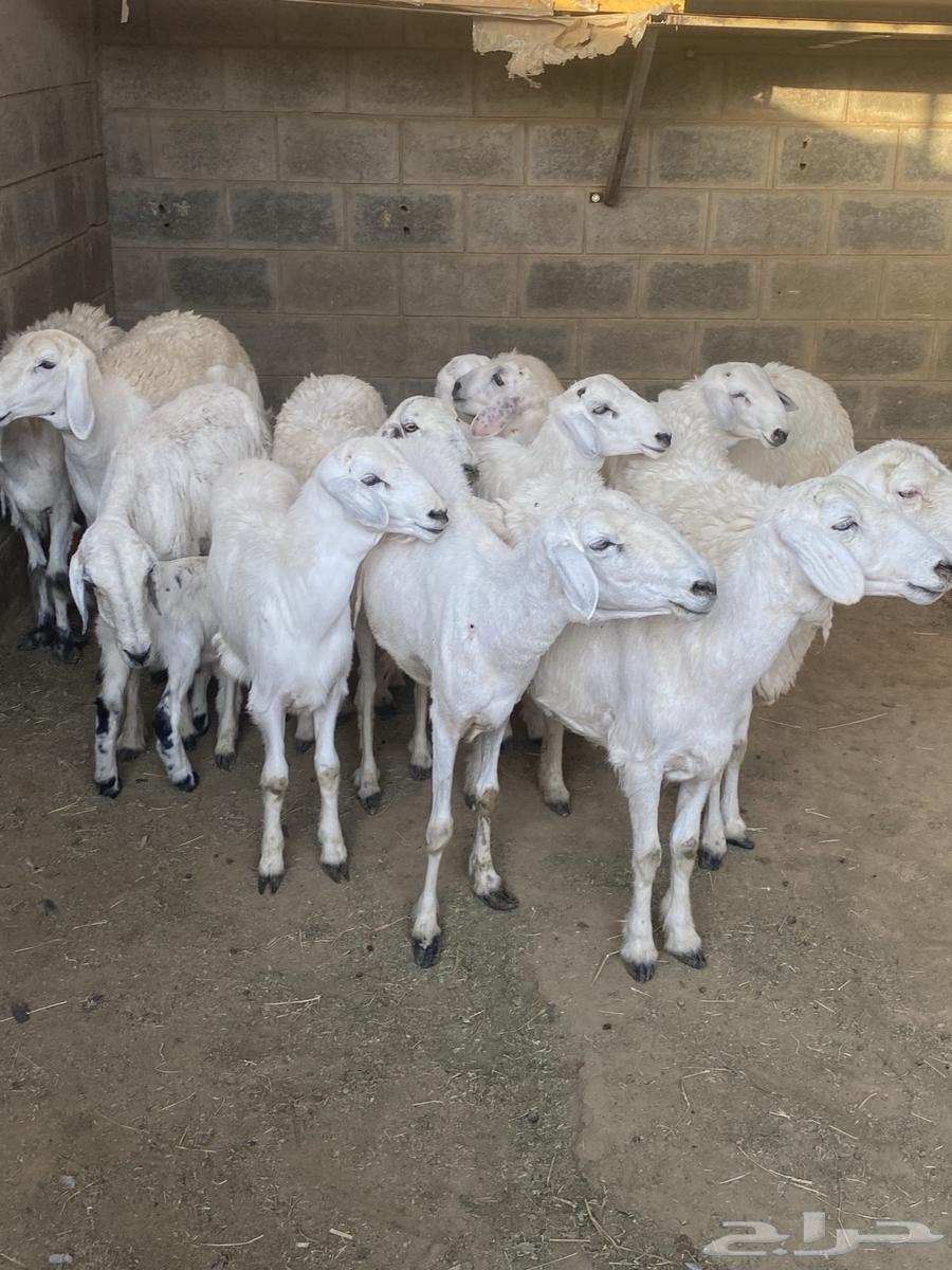 تم البيع عسالله يرزق رعيها عدد شعرها64421255936898114