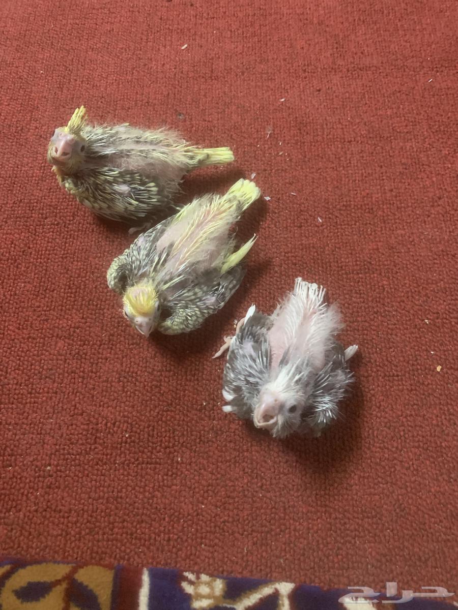 كروانات فروخ لهواة الغر64423944247171112