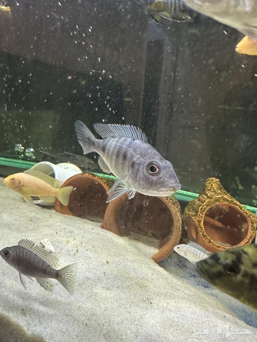 انثى سكليد هابس64424882662402112