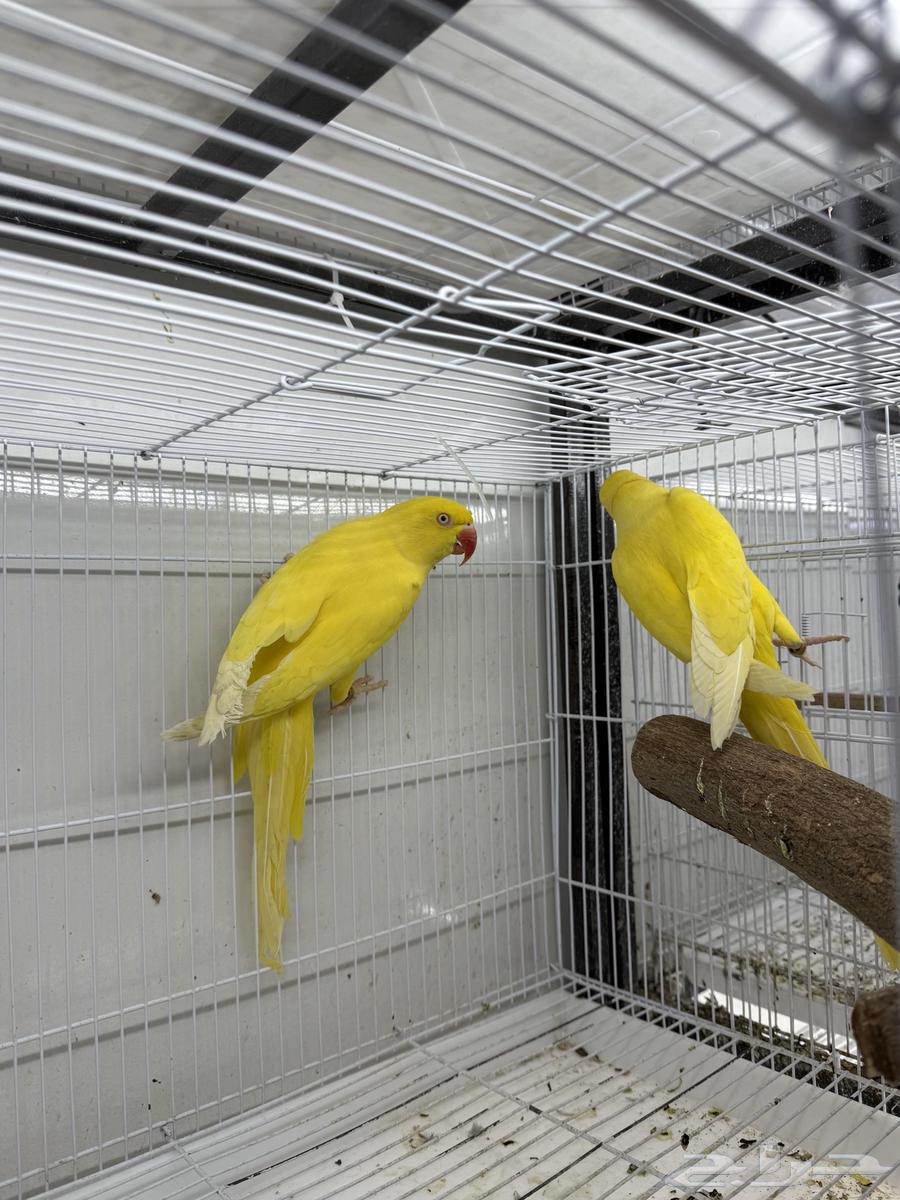 Jawz Dera Latino available Jawz Dera64421053611907110