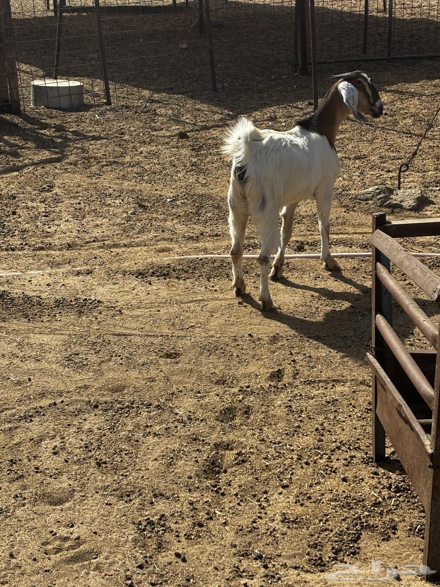 الشميسي طريق الخواجات64422394525313110