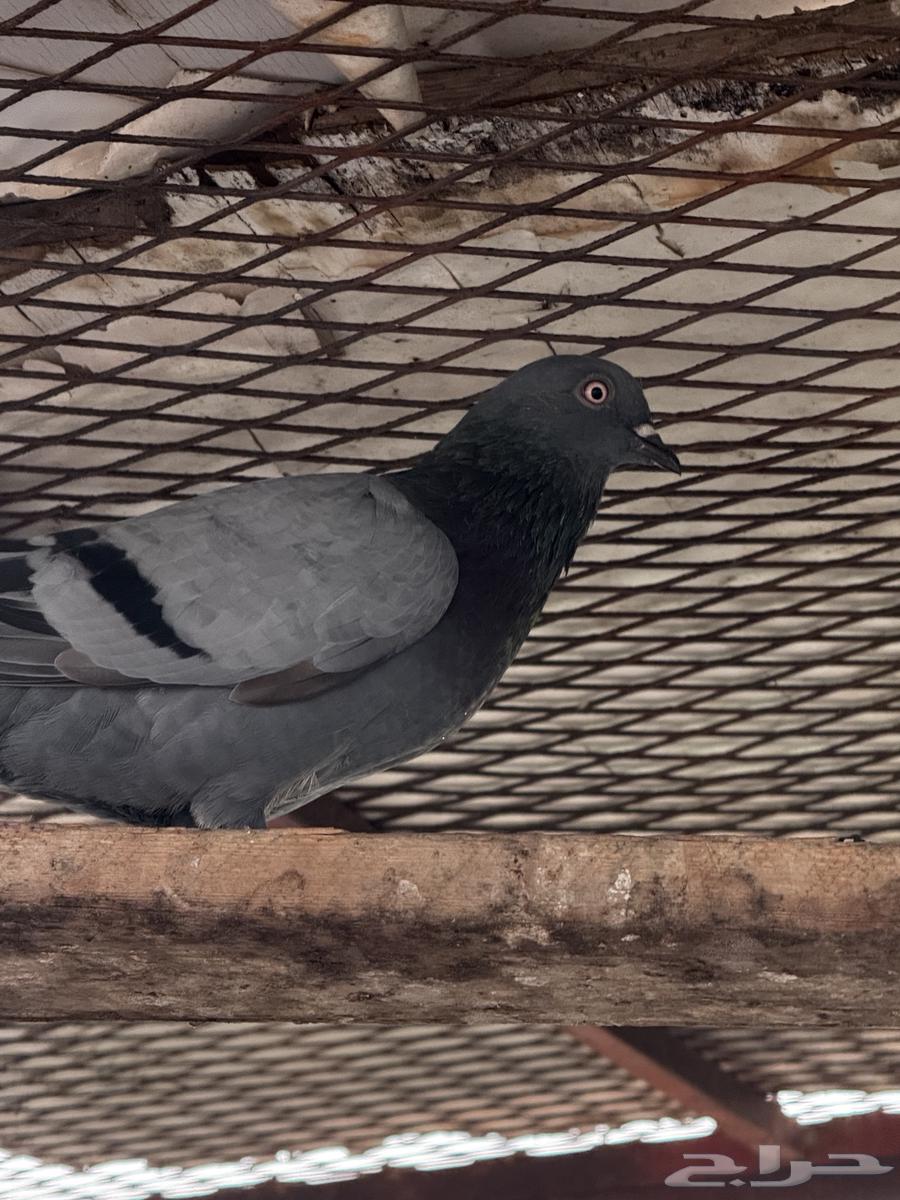 مجموع حمام باكستاني شرط64423971335425113