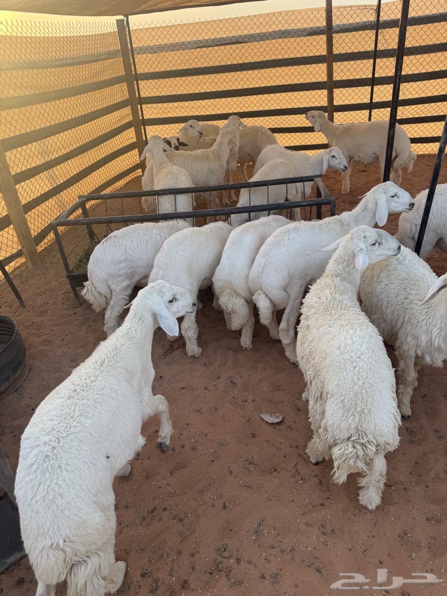 طليان حريات64420634471554110