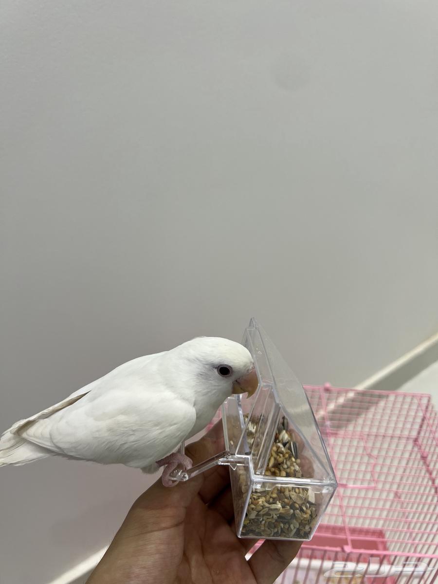 طائر روز64424038679425110