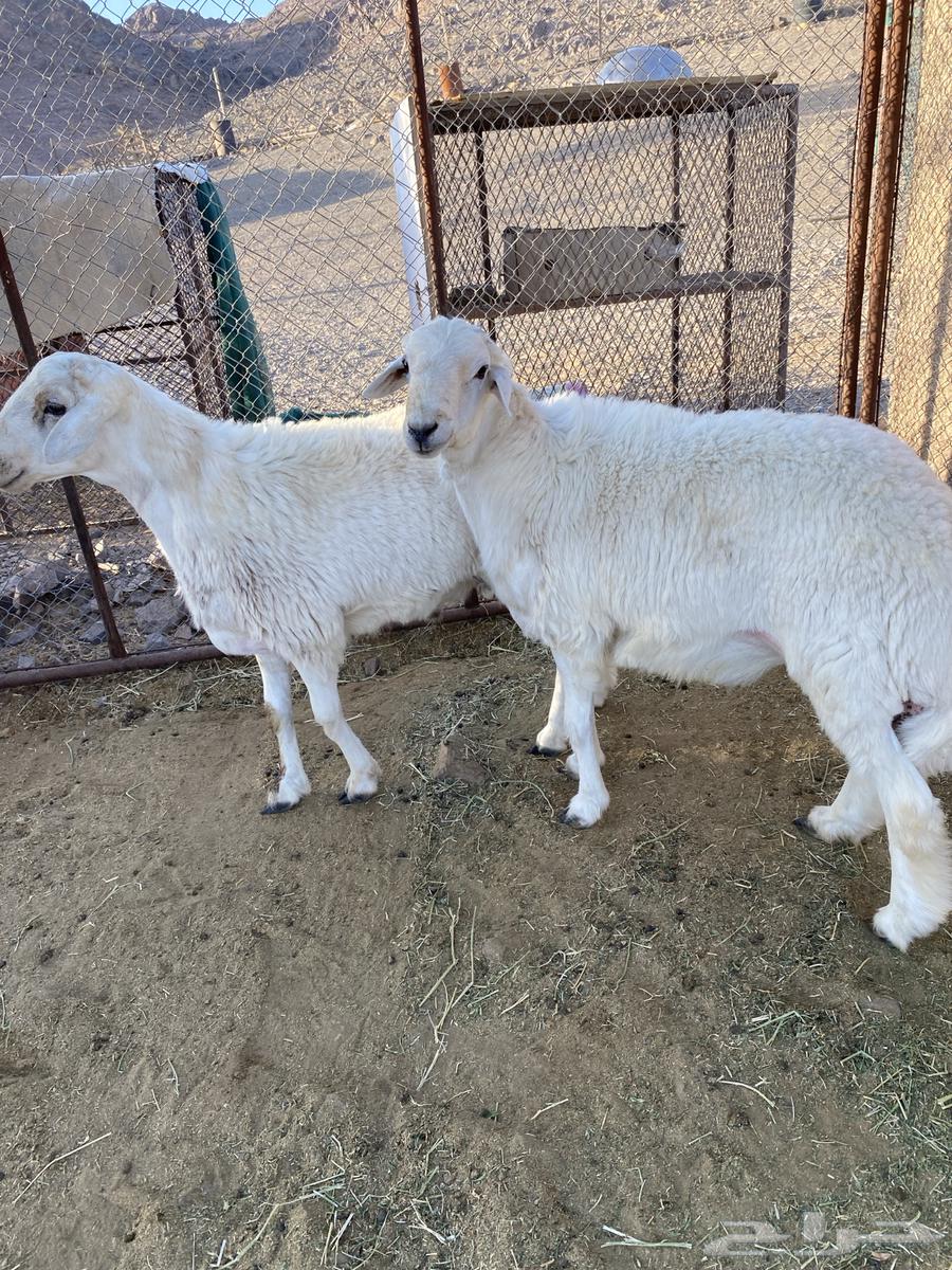 للبيع طليان64420499407233111